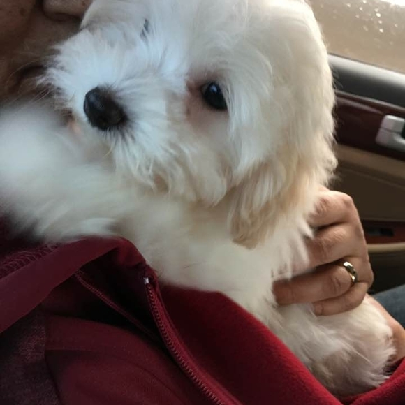 Meet your Posher, Lena - Picture 1 of 1